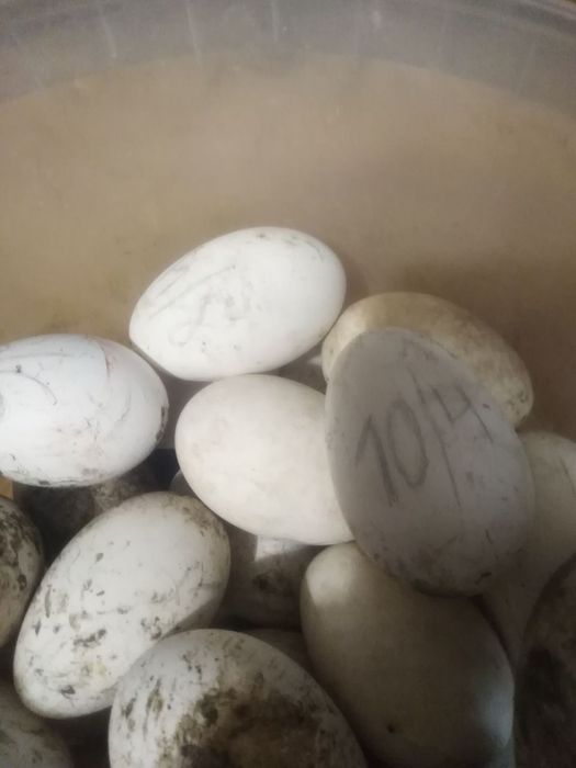 Акція!!! Інкубаційні  Супер яйця!