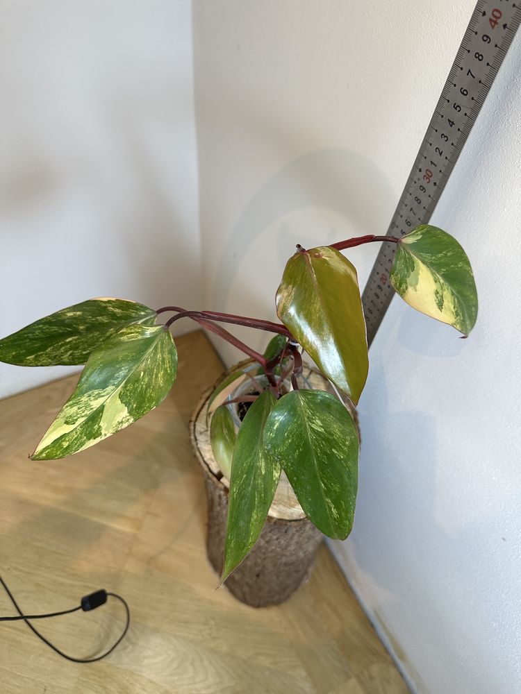 Філодендрон Philodendron Філодендрон Red Emerald var.