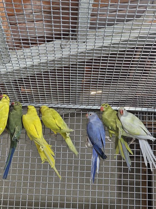 Ring neck 2025 sexados