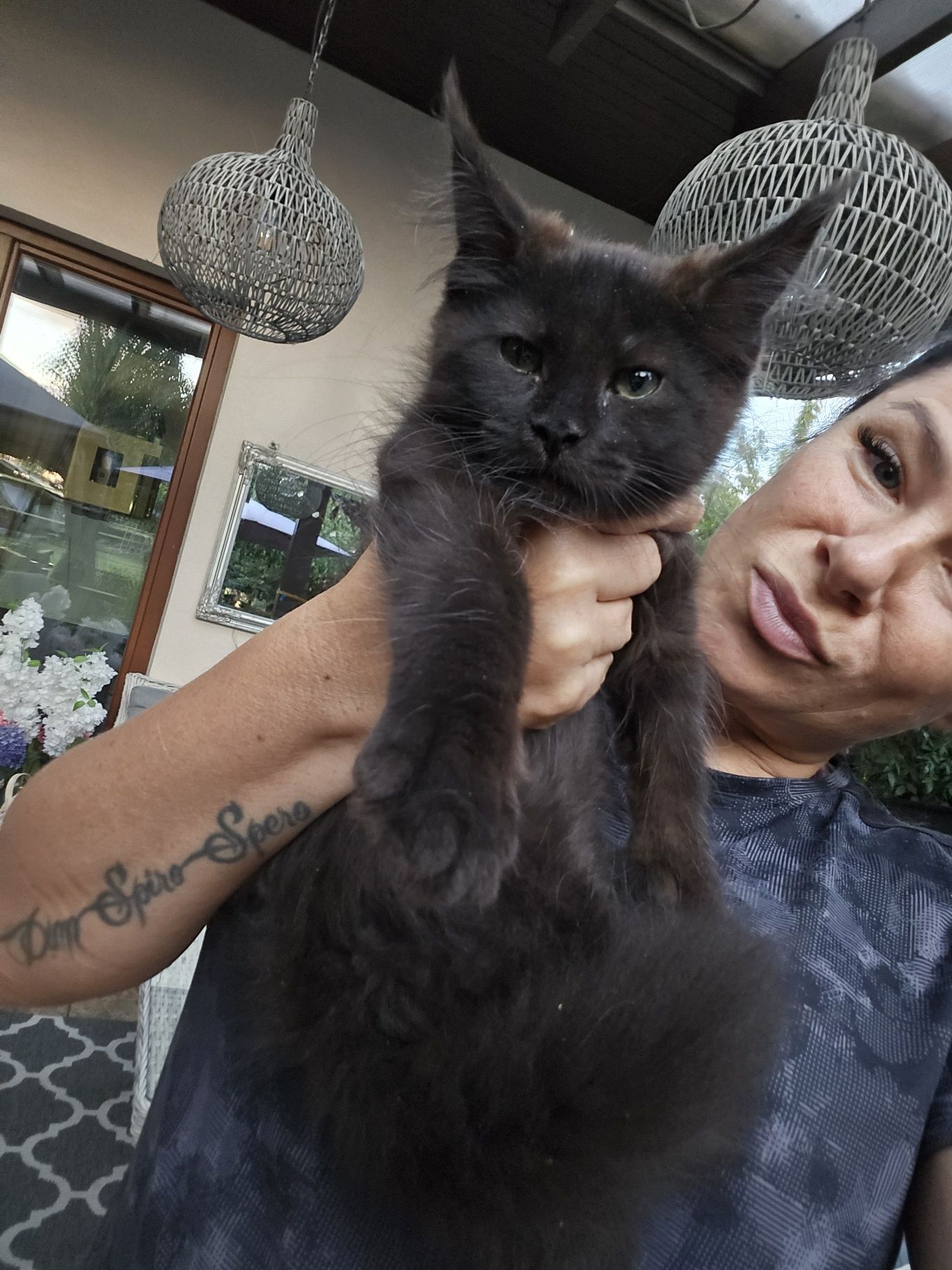 Mainecoon Kocurek czarny ze srebrem Felis Polonia