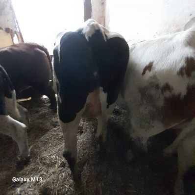 Sprzedam jałówkę wysokocielną