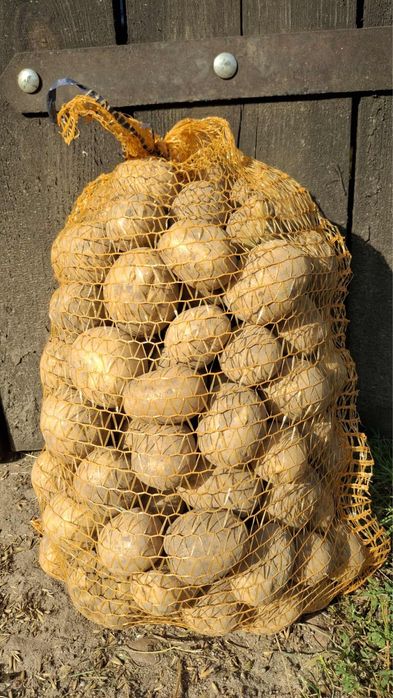 Ziemniaki jadalne
