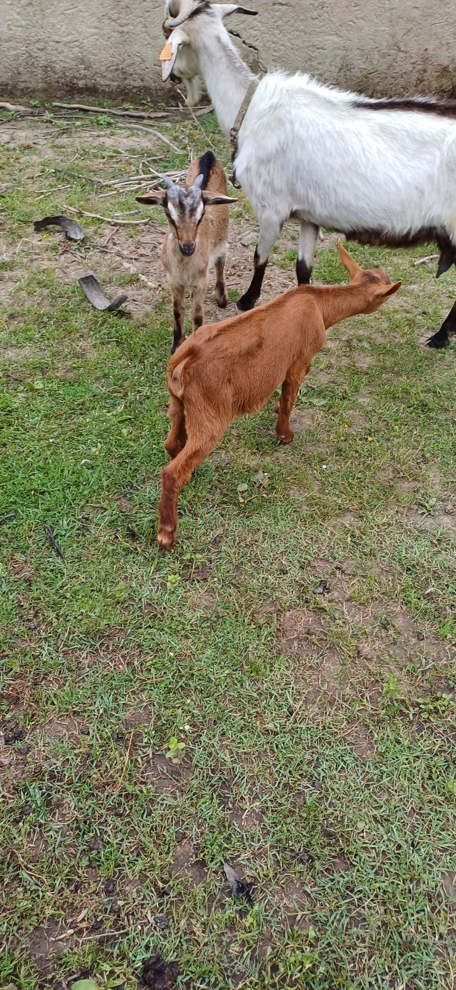 Cabrito de boa raça