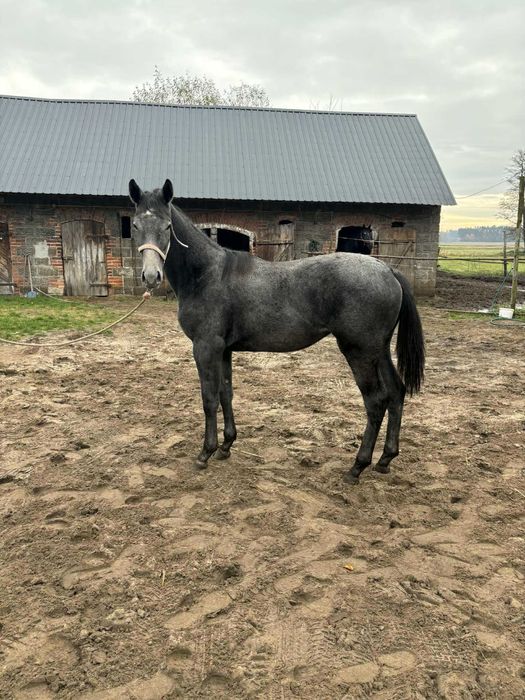 Klaczka wlkp Pistacja