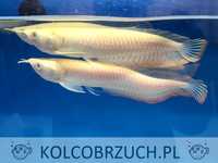 Arowana srebrna - albinos - rarytas!!!