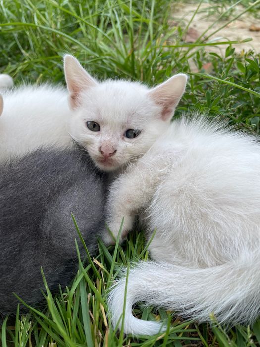Милі кошенята шукають дім. В хороші руки