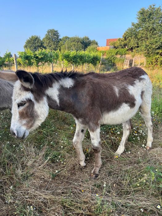 Vendo burro malhado