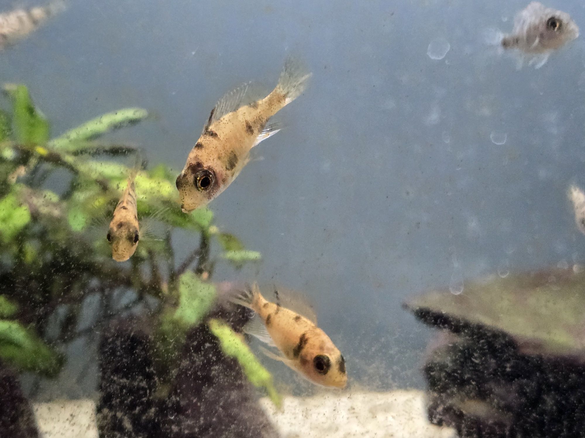 Pyszczaki Aulonocara Calico