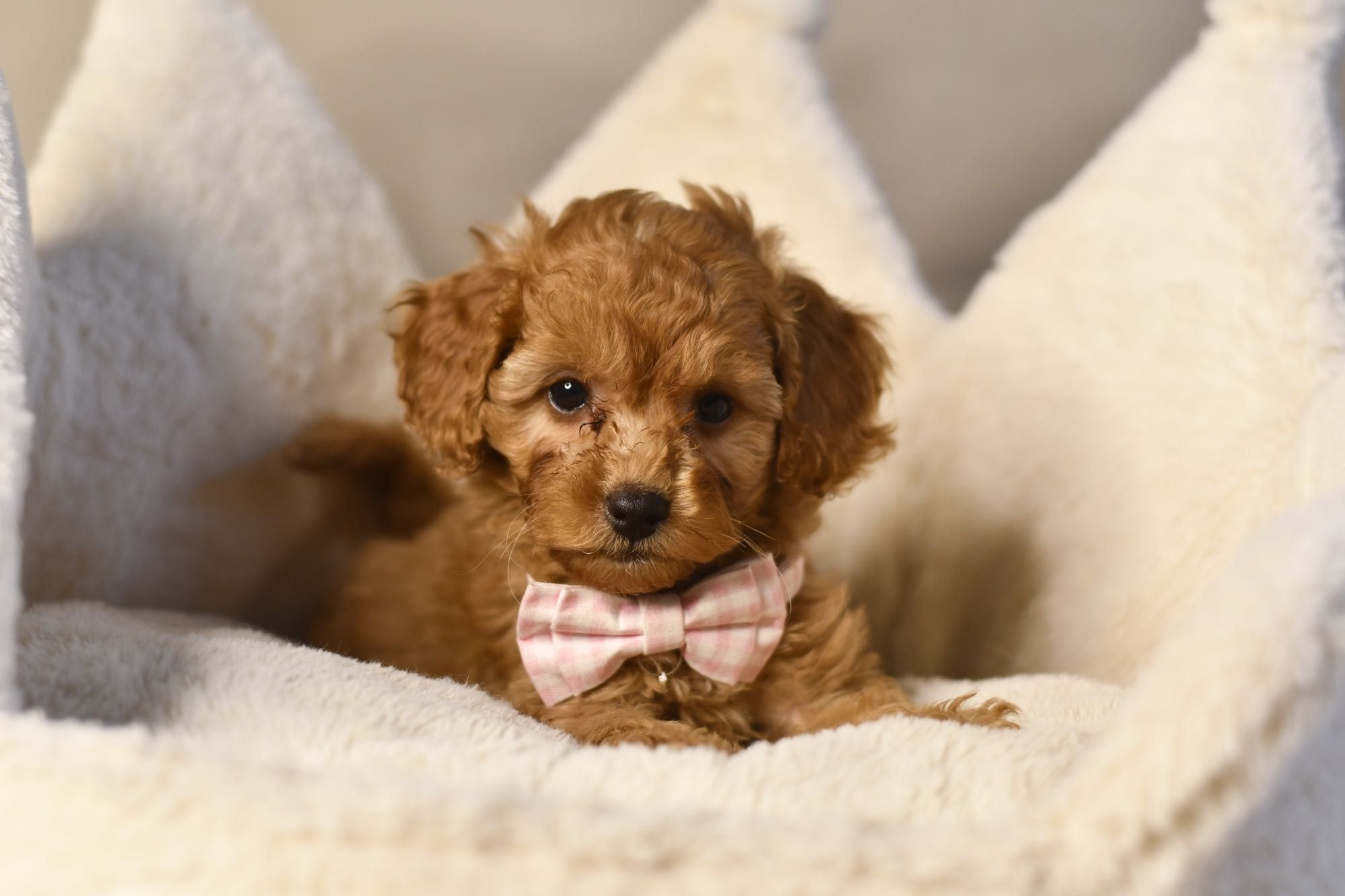 Cavapoo F1 RED wyjątkowa dziewczynka ZAREZERWOWANA