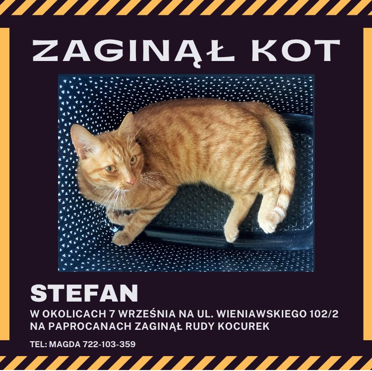 Zaginął rudy kocurek w Tychach