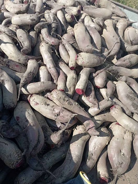 Буряк столовий червоний