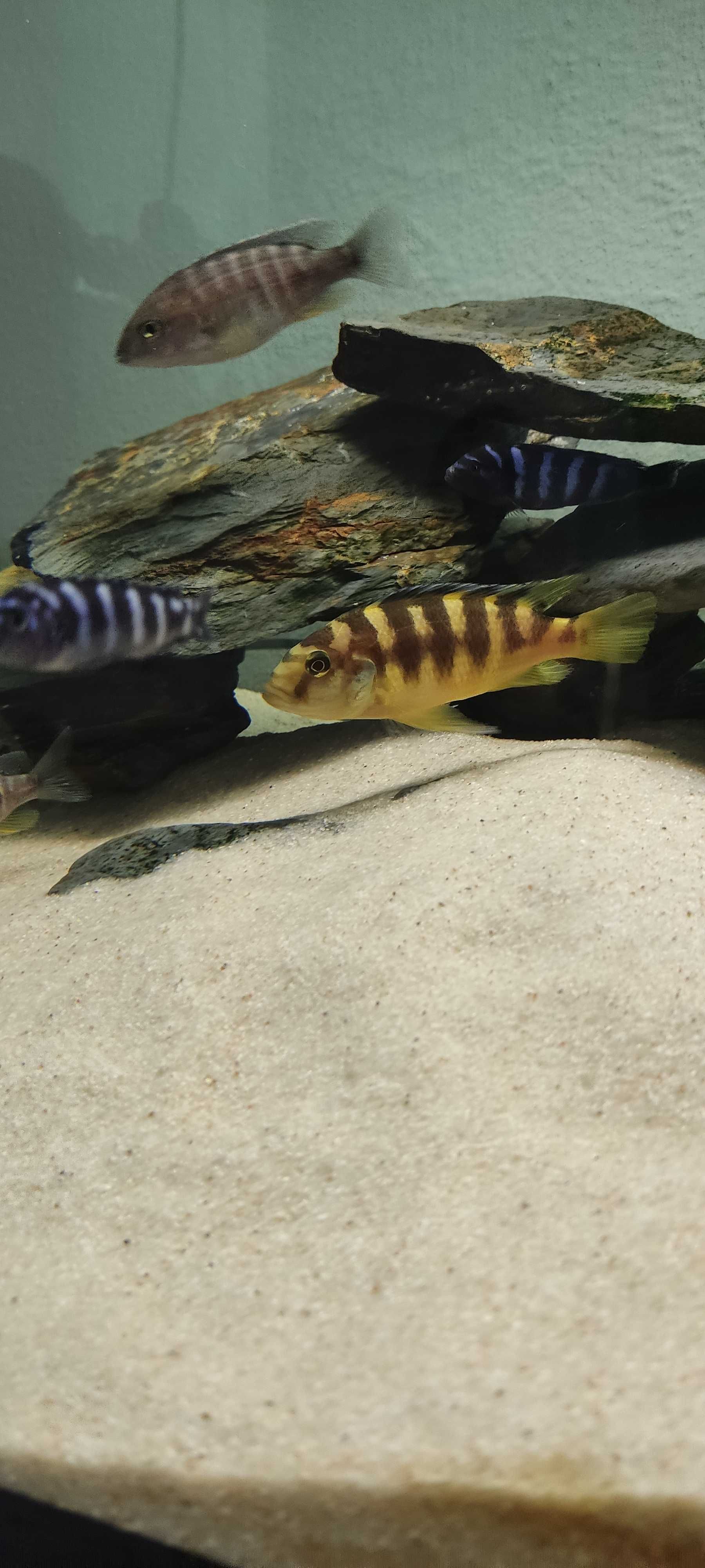 Ciclideos africanos - Pseudotropheus crabro (Abelha)