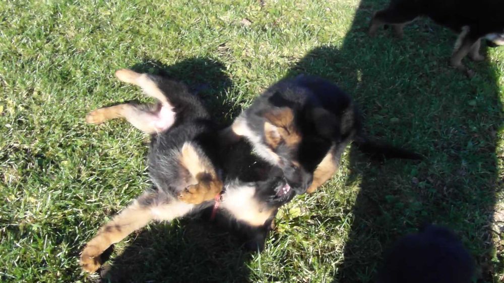 Owczarek Niemiecki Krótkowłosy FCI SZCZENIAK suczka  czarna podpalana