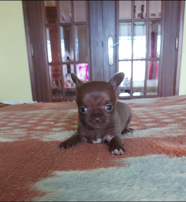 Excelente Chihuahua Macho