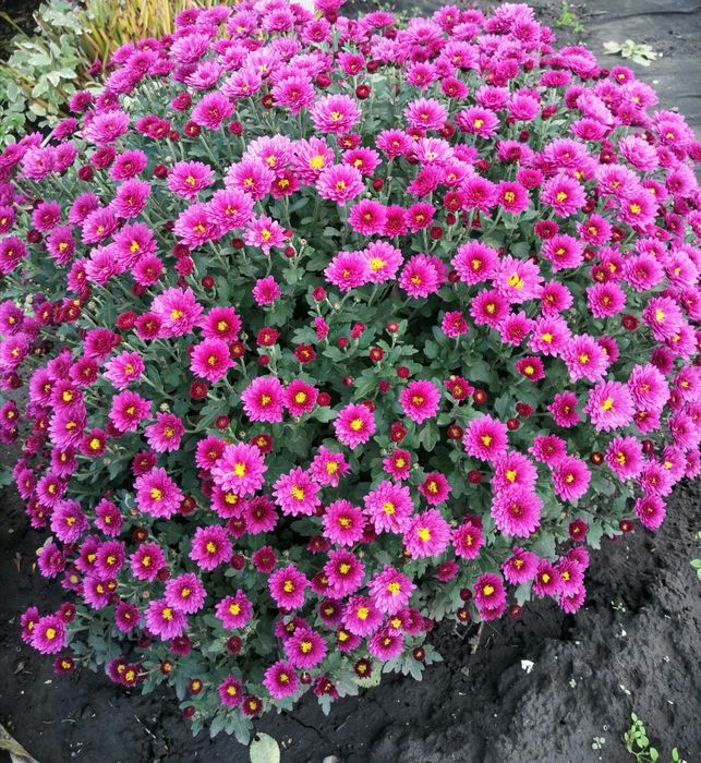 Хризантема мультифлора.