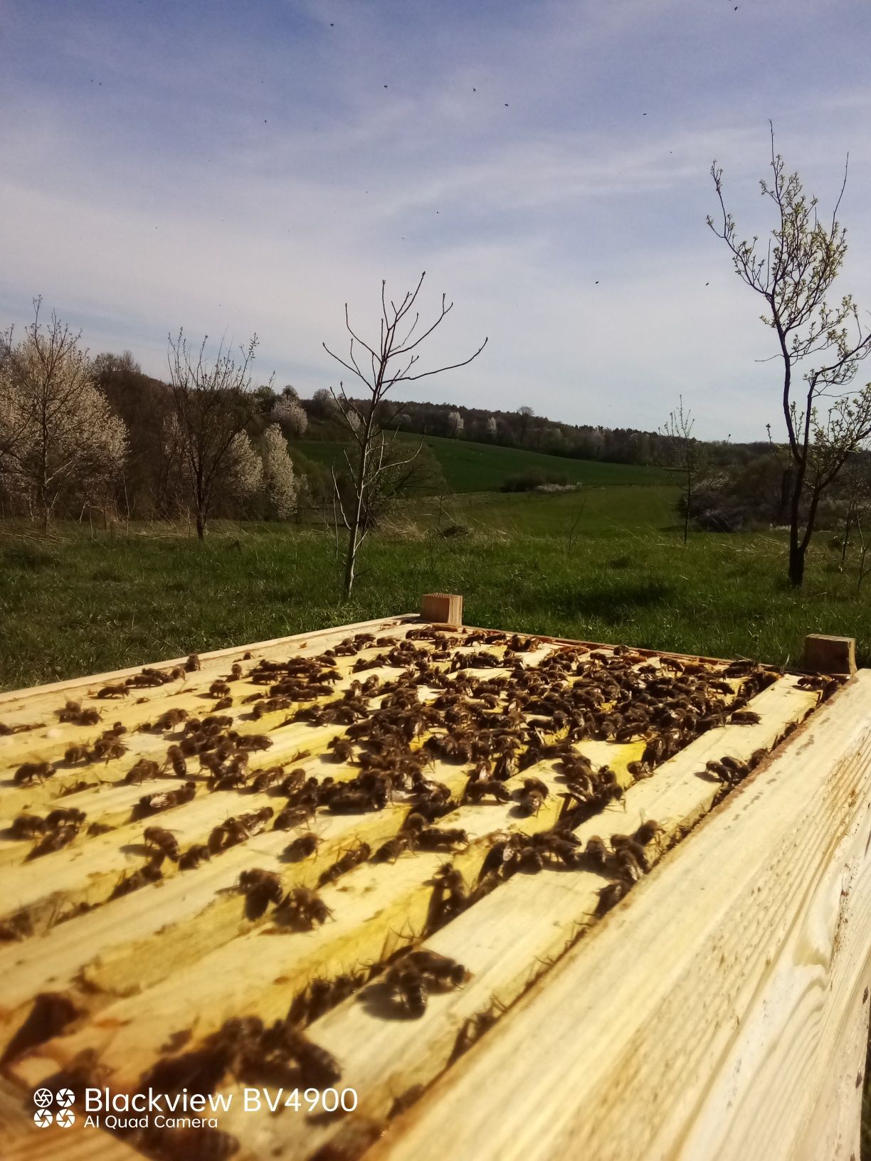 Продам Бджолопакети, Бджолосім'ї