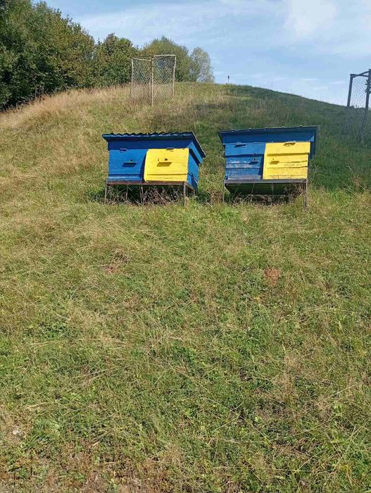Продам вулики з сімєю