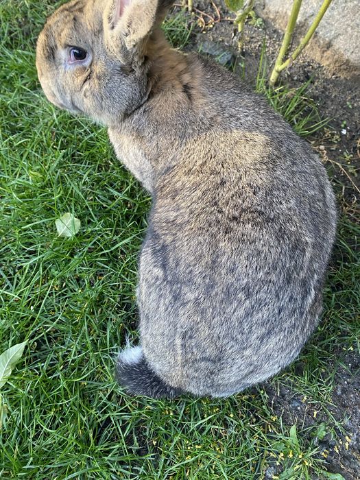 Olbrzym Belgijski samiec