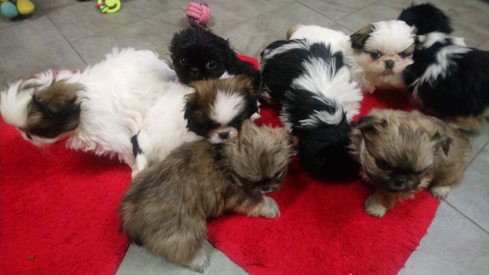 Pekińczyk Pekińczyki Nie Shih tzu