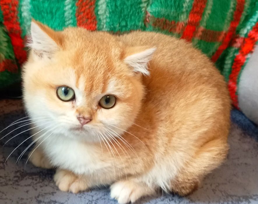 Бомбезні котята золотої шиншили від клубних батьків з паспортами