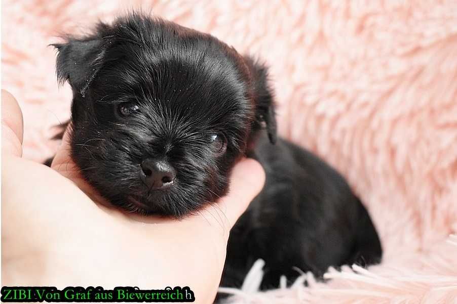 Piękny piesek Black Yorkshire Terrier z międzynarodowym rodowodem