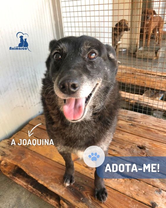 Joaquina - cadela senior para adoção