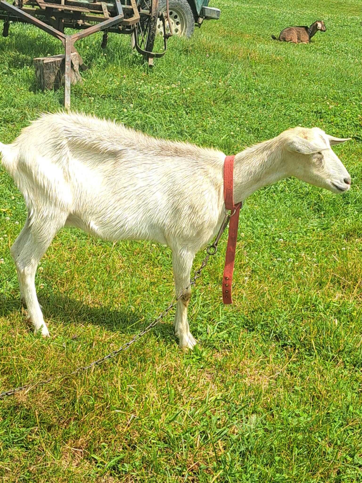 Sprzedam kozy z mlodymi