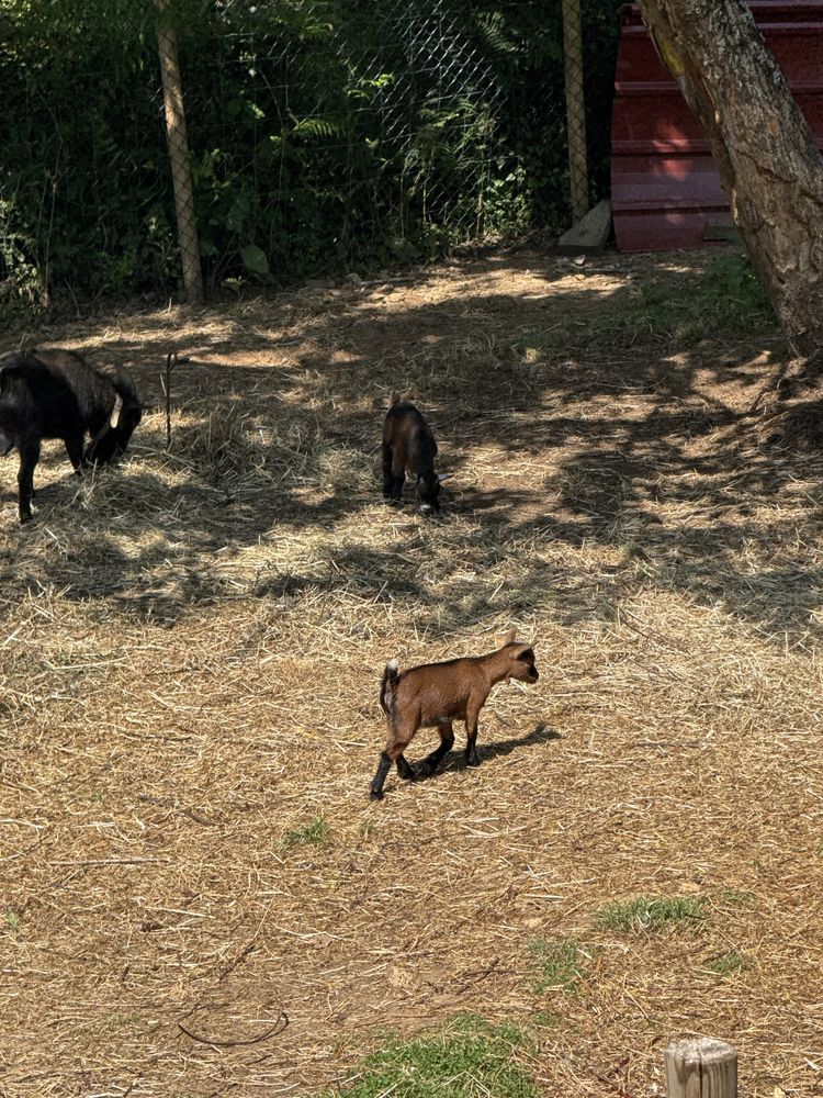 Vendo Cabras Macho / Fêmea