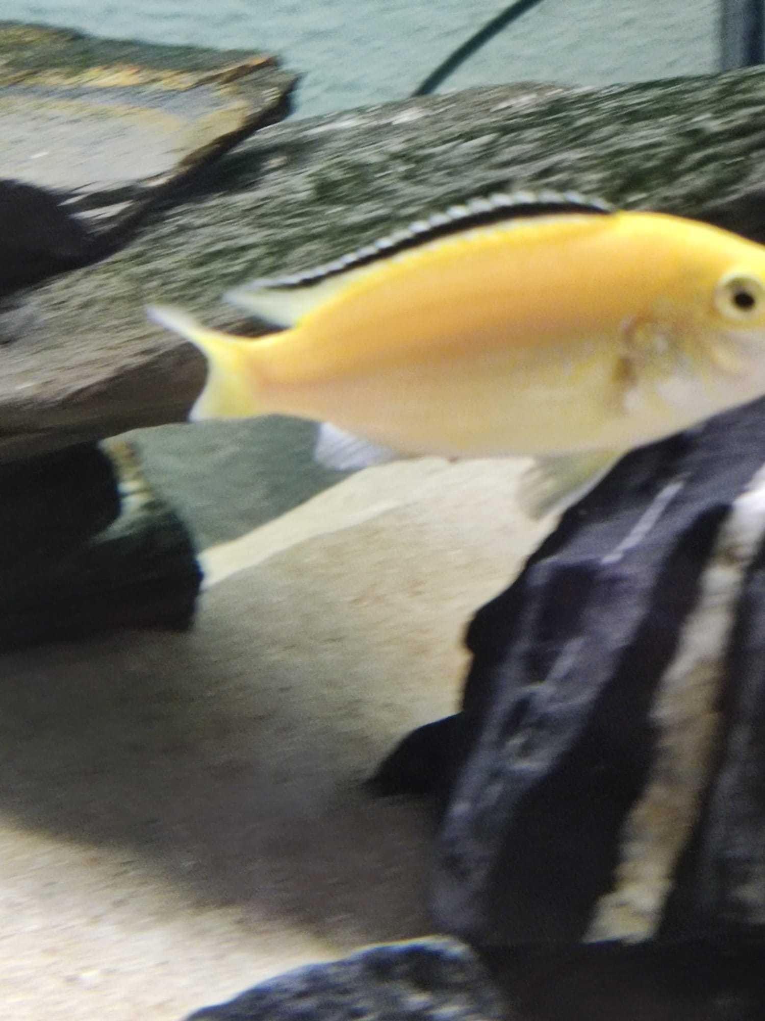 Ciclideos africanos - Labidochromis caeruleus (RESERVADO)