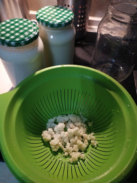 Grzybek tybetański - ziarna kefirowe . Najzdrowszy kefir w domu .