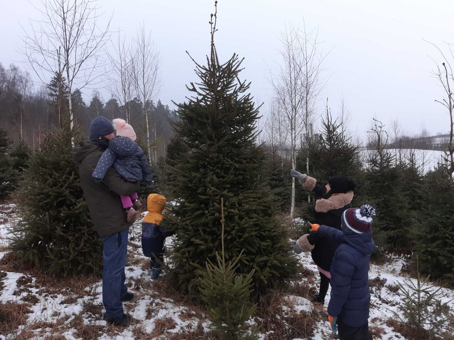 Choinki Bożonarodzeniowe