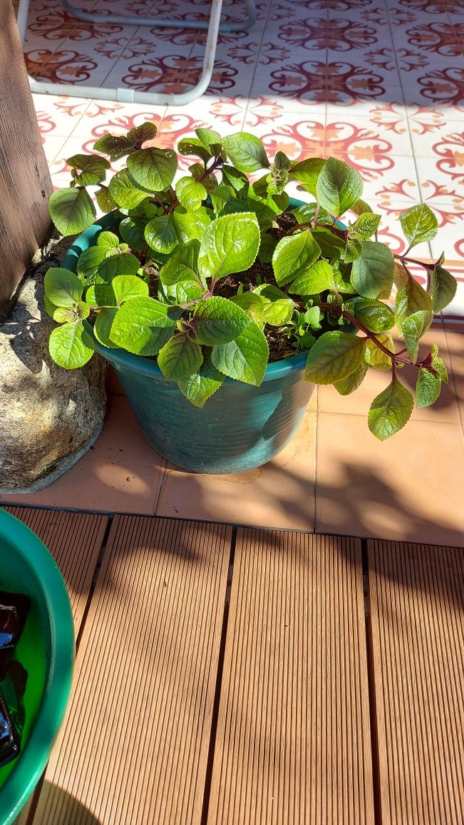 Plantas de incenso (bastardo),  mirra e ouro