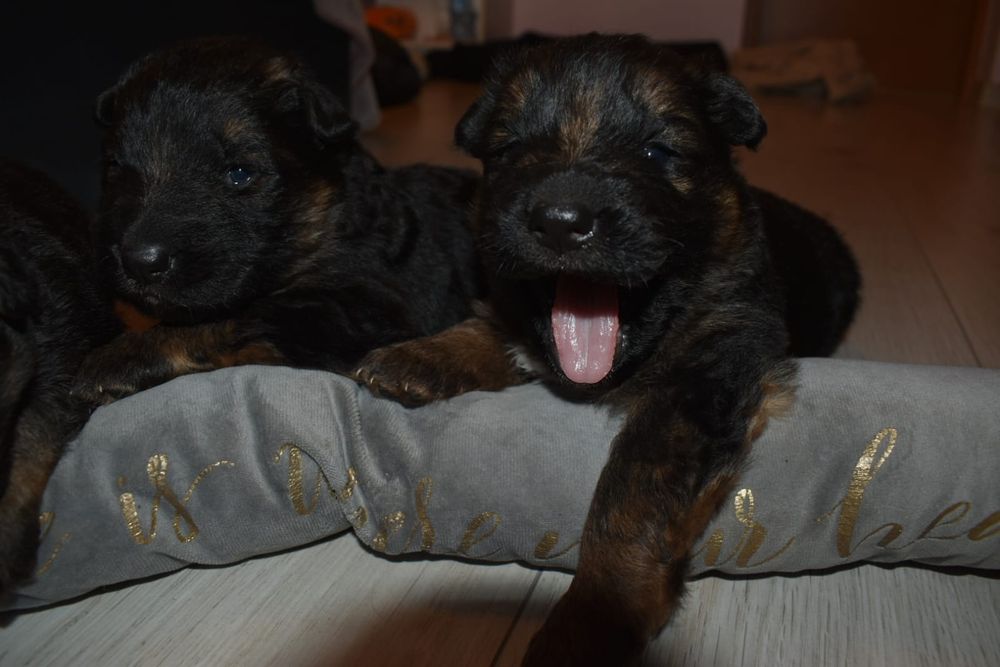 Owczarek Niemiecki Długowłosy -piesek  szczenię