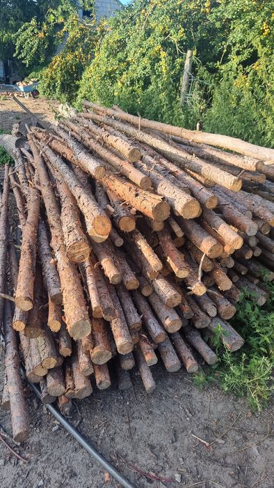 Paliki do drzew owocowych