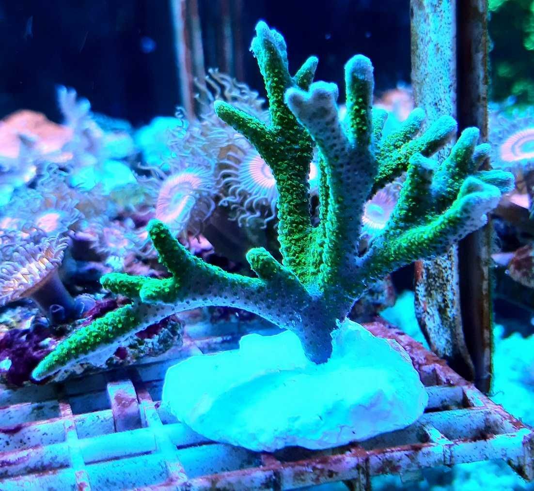 Montipora digitata green fluo,morskie,koralowiec