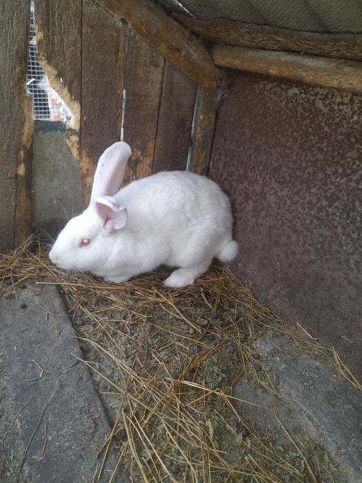 Продам кроликів різного віку