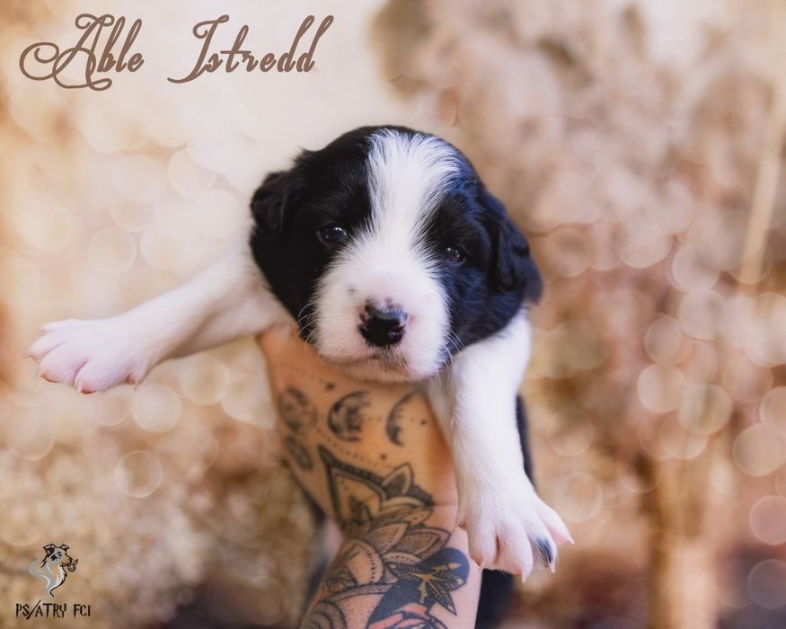 Psiatry FCI Border Collie samiec czarno biały