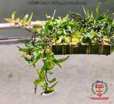 Bolbitis Buea - Didymoglossum Erosum Rarytas