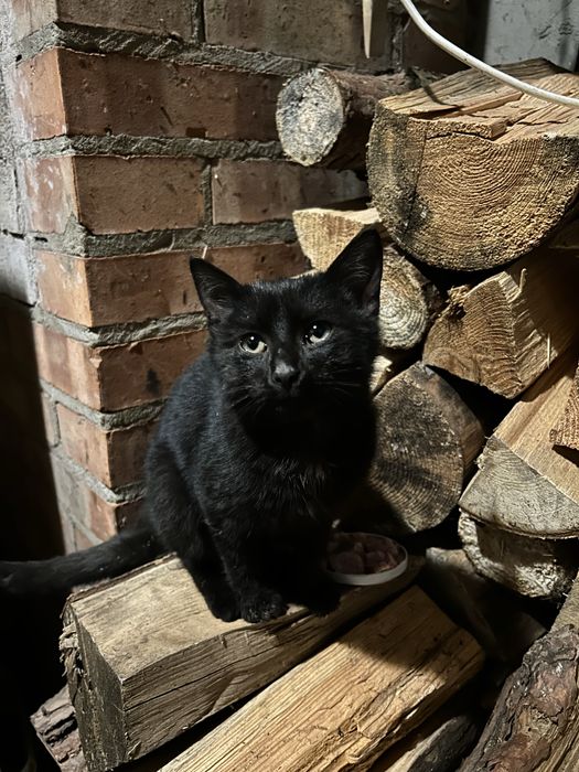 Znaleziono młodego kota