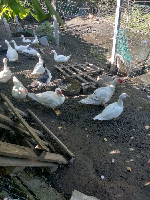 Мускусные утки на племя и на мясо.