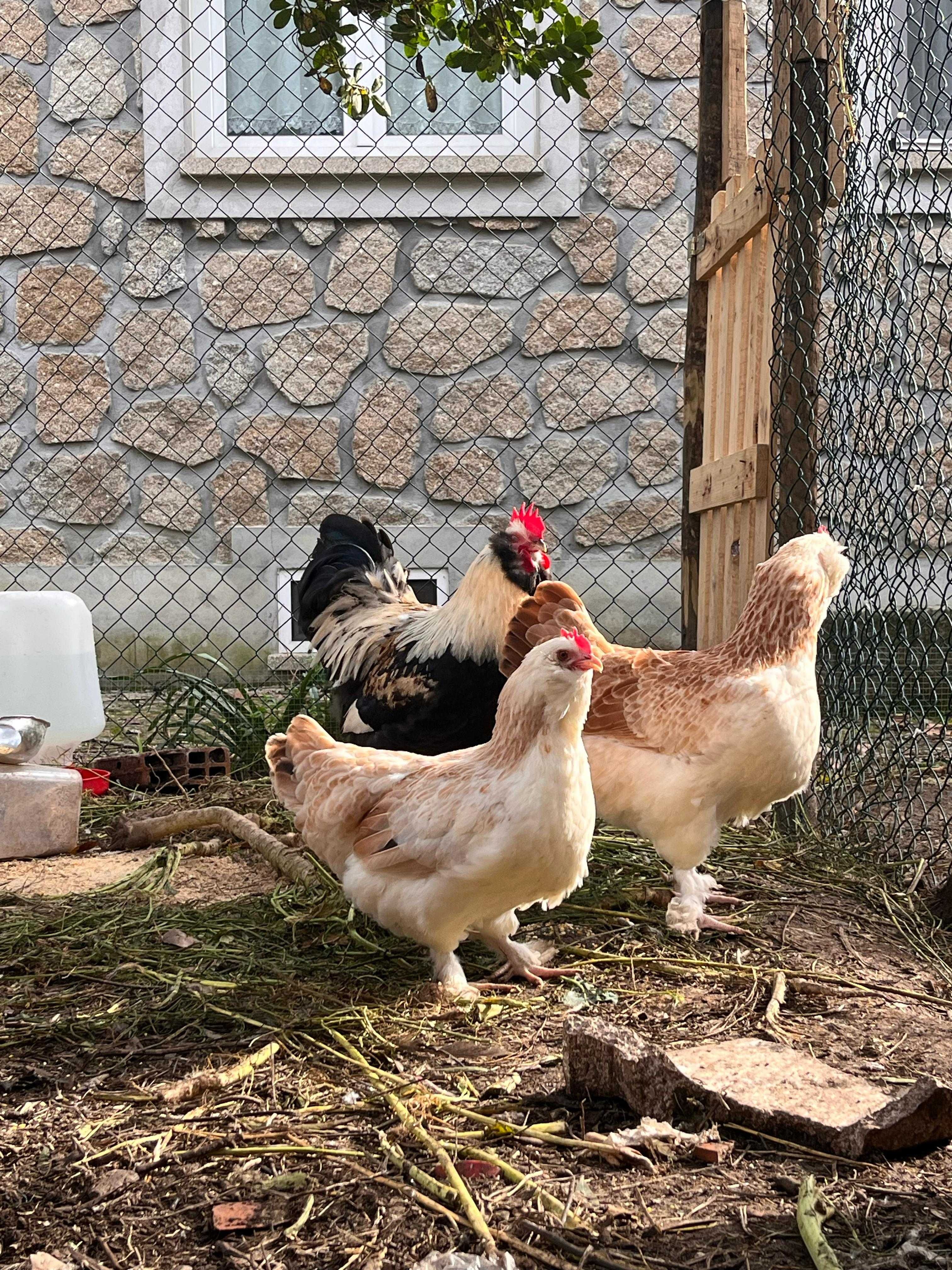 FAVEROLLES (ovos e aves)