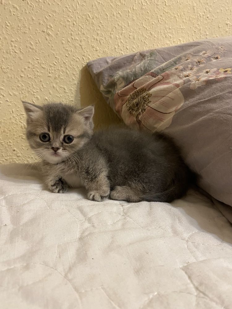 Манчкін scottish munchkin toy