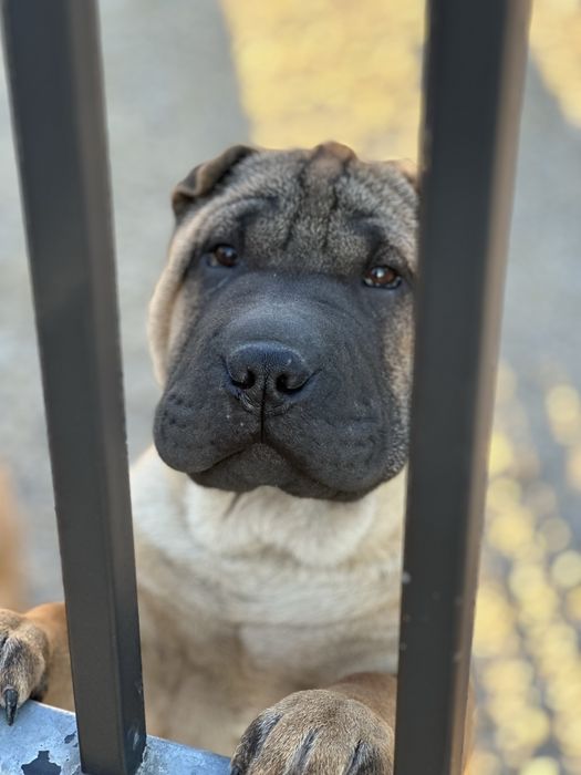 Shar Pei ZkwP/FCI