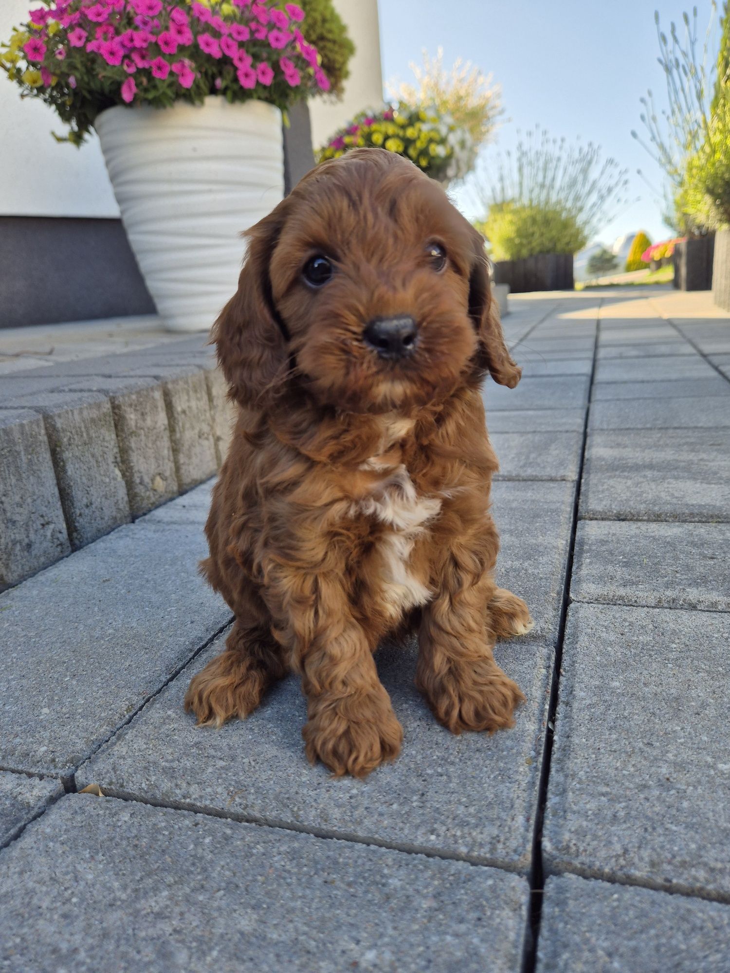 Cavapoo Samczyk F1B