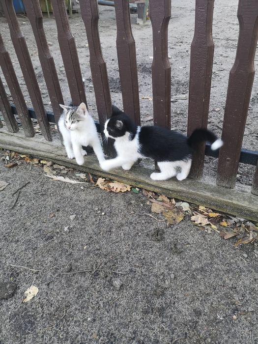 Oddam w dobre ręce małe kotki