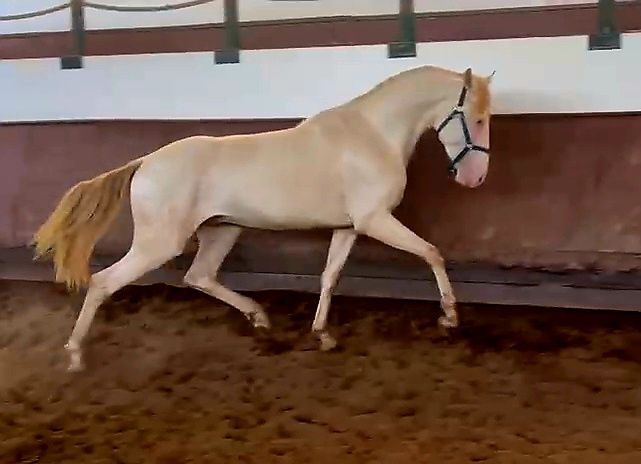 Poldro  lusitano
