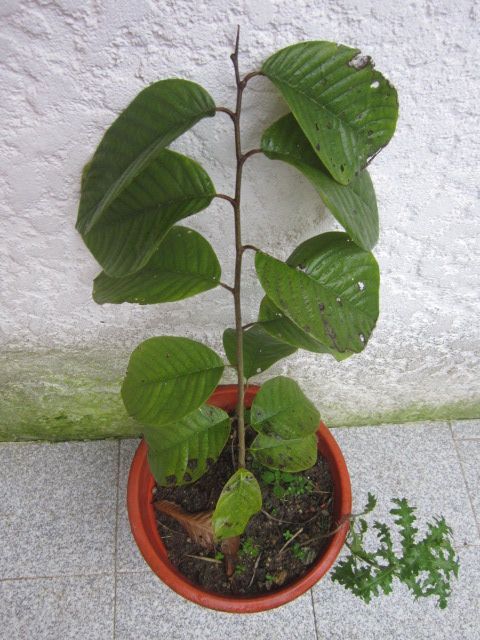 Pés de arvore de fruto Anona anoneira Physalis