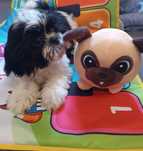 Shih tzu - piesek