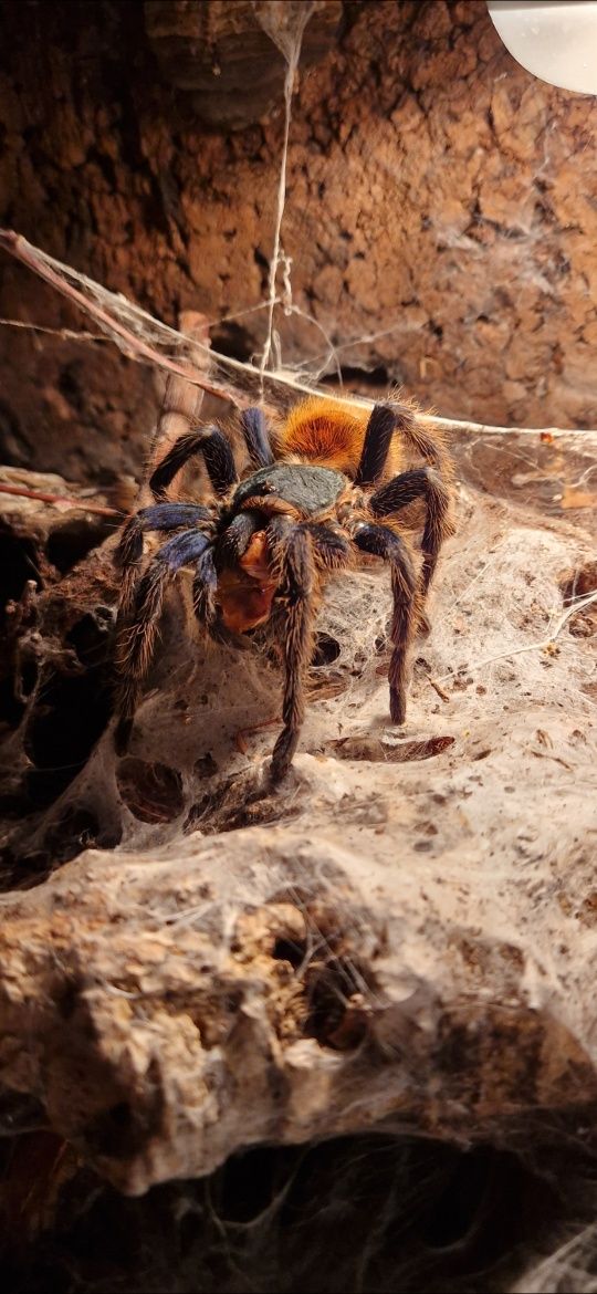 PAJĄK PTASZNIK Chromatopelma cyaneopubescens L3 - Białystok i wysyłka