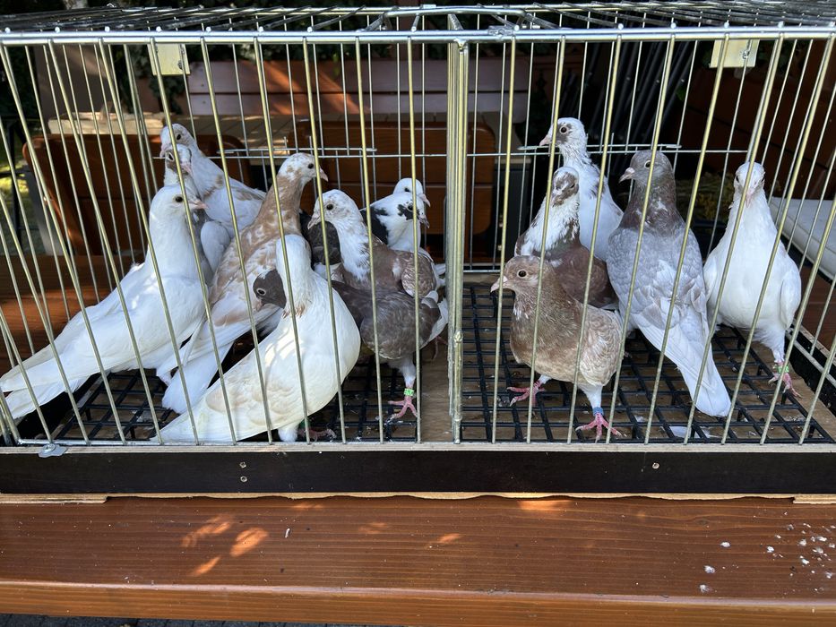 Gołębie ozdobne. Kumru tureckie.